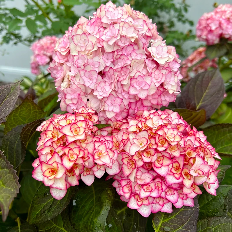 纱织小姐老桩绣球(新老枝开花 直立性好)庭院阳台好养花