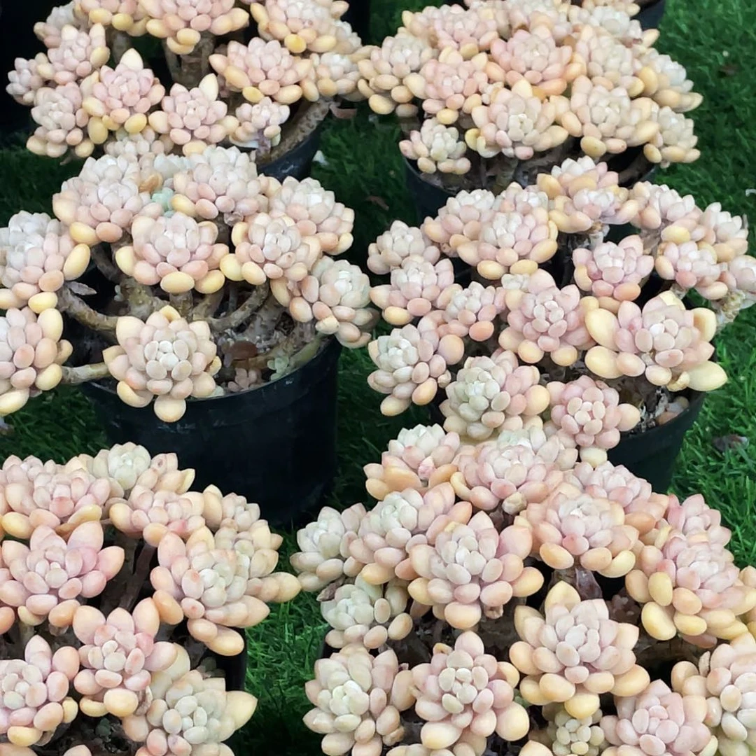 整桩无砍多头鱼子酱一颗