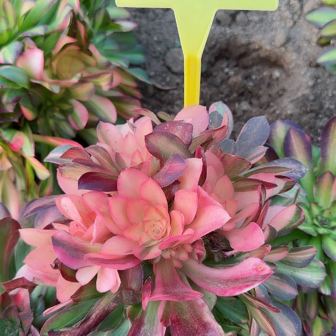 2-466+--多头多肉植物