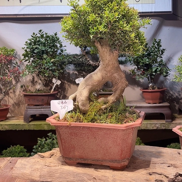 无花朵米叶米叶枸骨枸骨