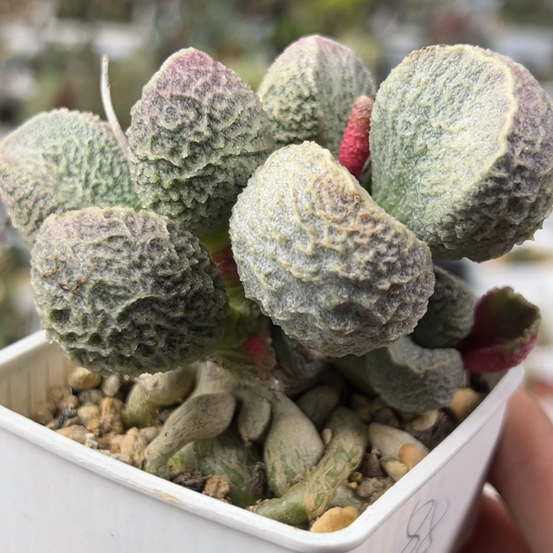 哈默猪肝老桩多头236