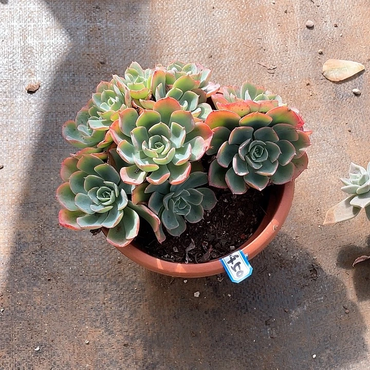 450雨滴 一物一拍多肉