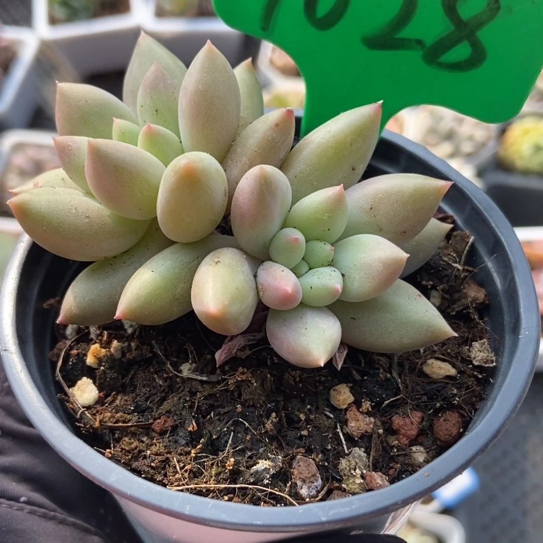 1028车厘子多肉植物保护