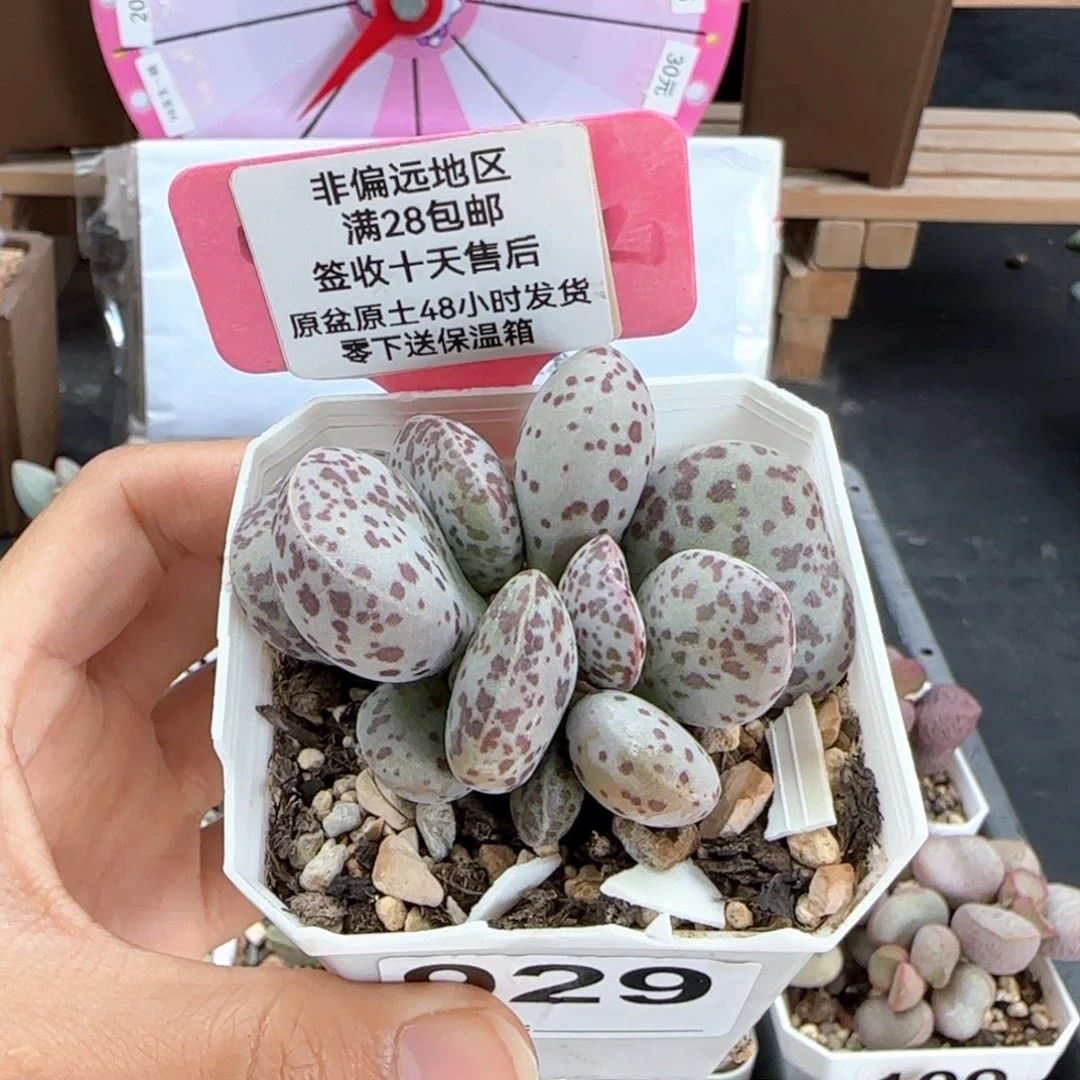 929巨型花旦多肉