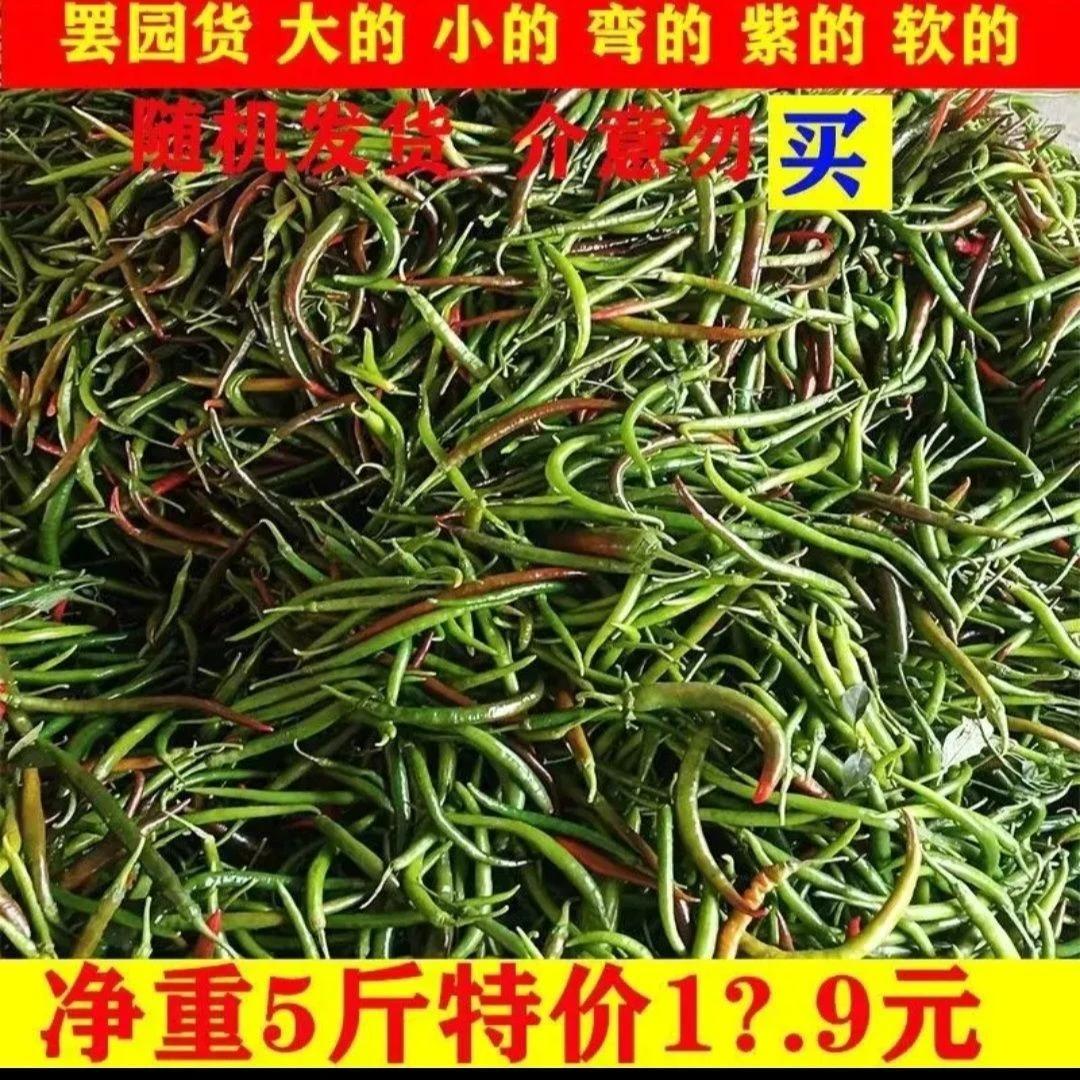四川清园尾货辣椒新鲜线椒 现摘线椒尾货青红乌线椒价格美丽