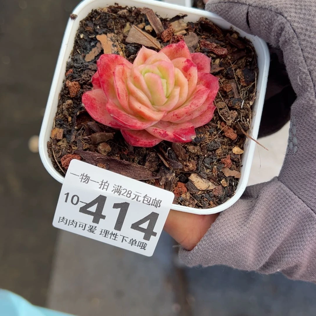 冰玫瑰多肉多肉多肉多肉多肉多肉
