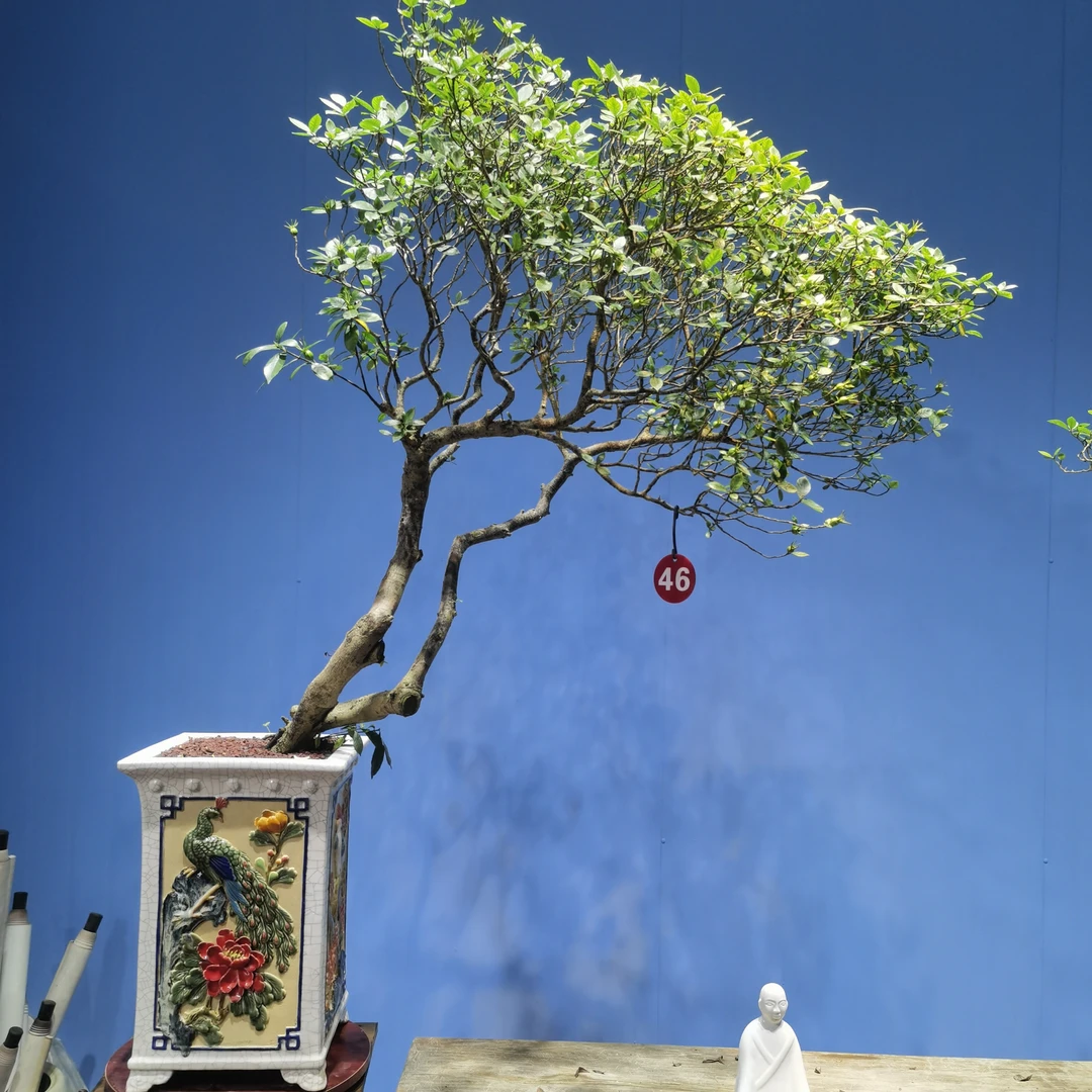 老桩高飘海岛栀子花盆景
