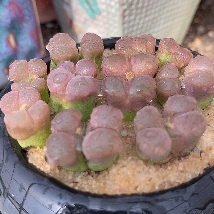 24536双头日系红网格一颗