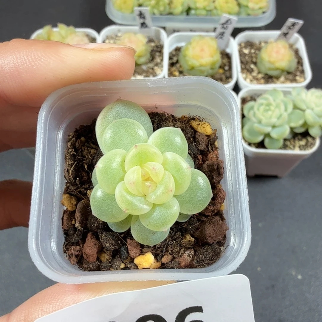 奶油财富一物一拍006