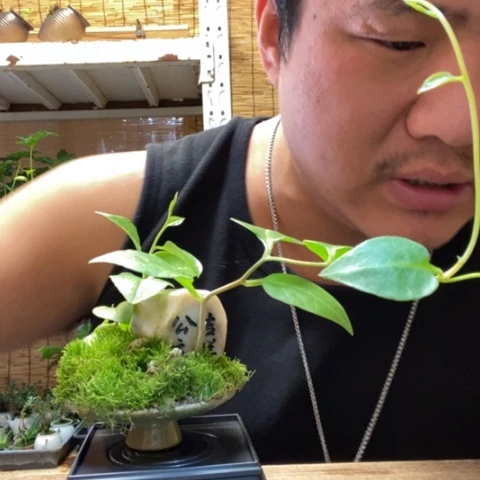 红陶M***梅一物一拍所见即所得49