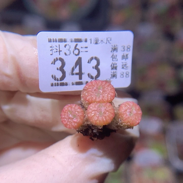 酒****?精品生石花36.343