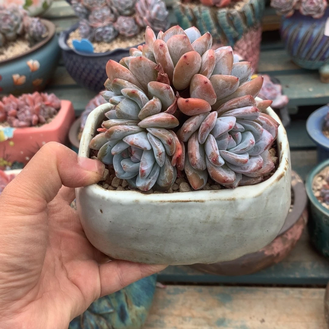 无花朵花花花花花花花花11
