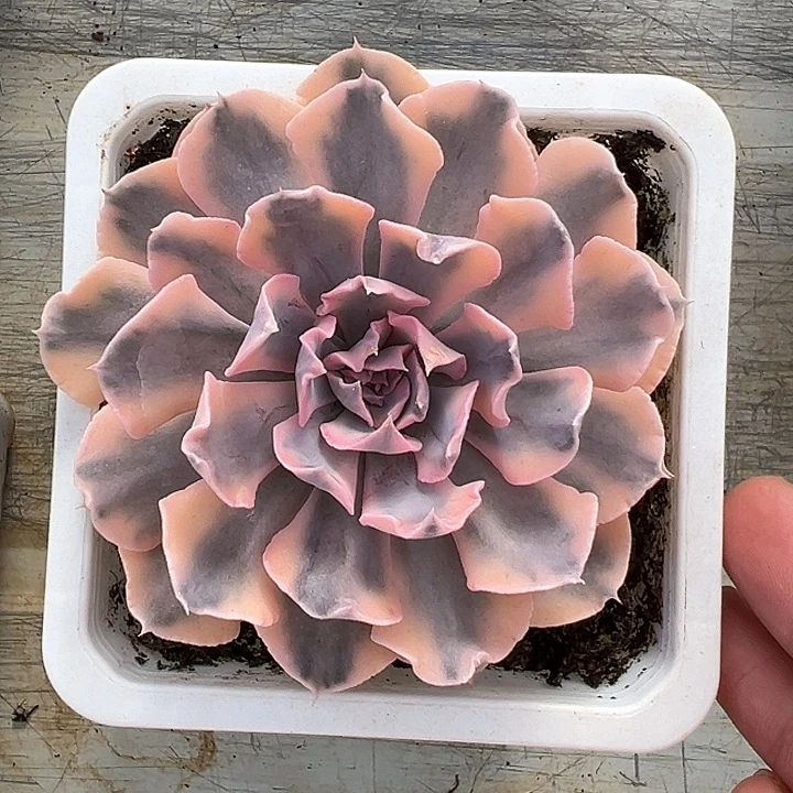 利比里亚锦多肉植物