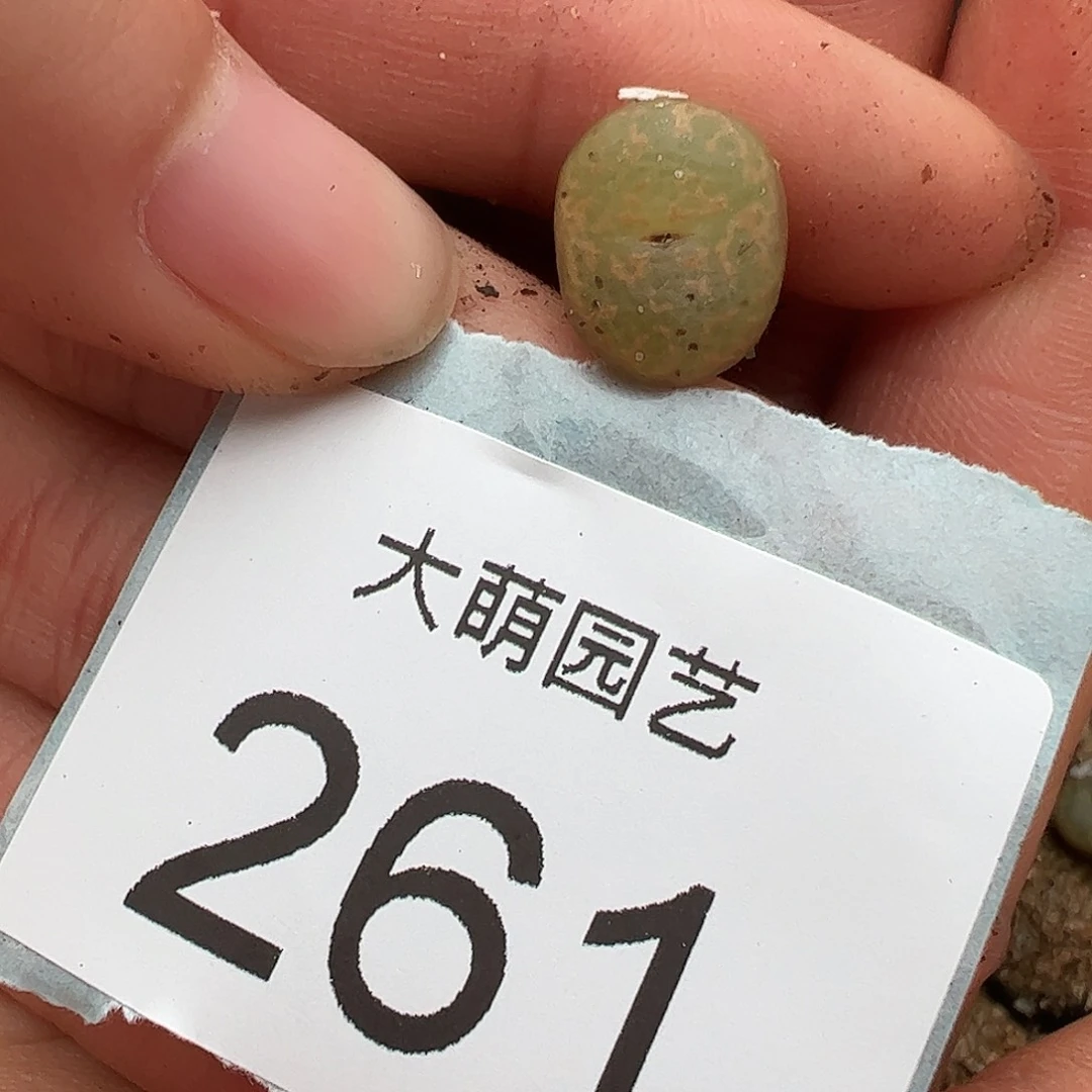 0000261量拍1444.36K勋1颗