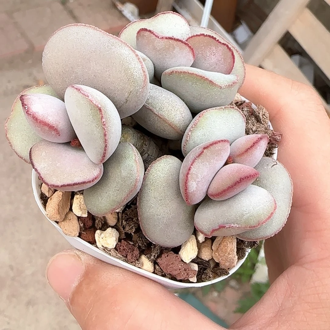 ㉿***㉿白肌红蛋多肉水泡植物