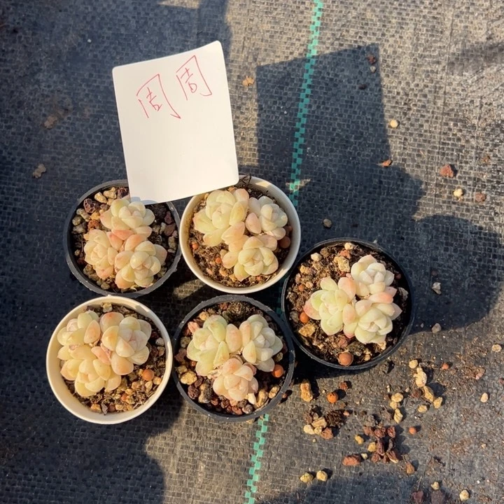 周周一物一拍专拍