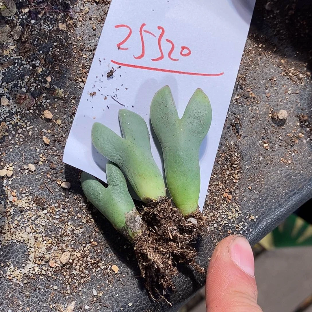 25320。 三颗皮卡丘。