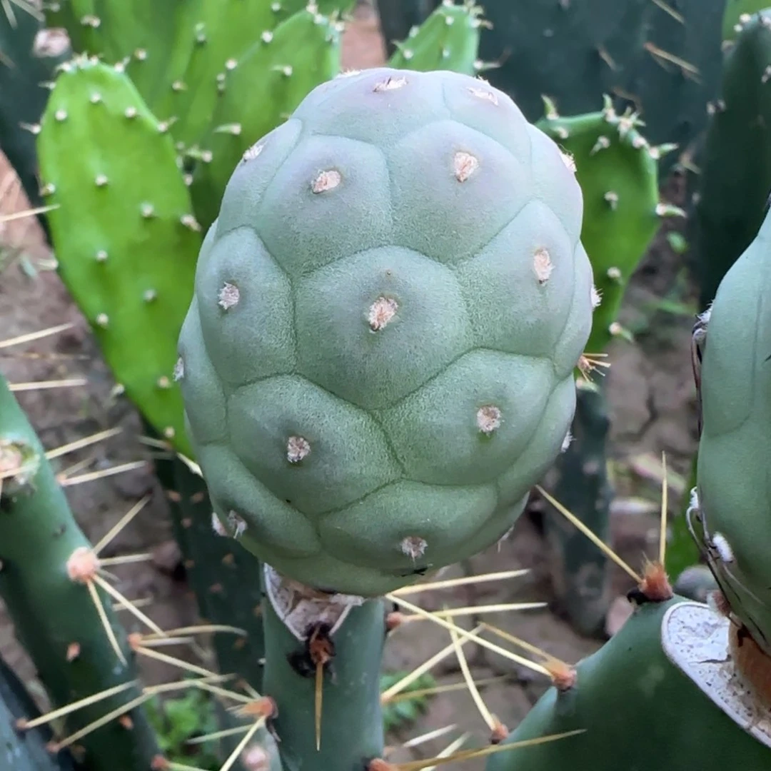 【闪购商品】无花朵苗接大尤佛头447