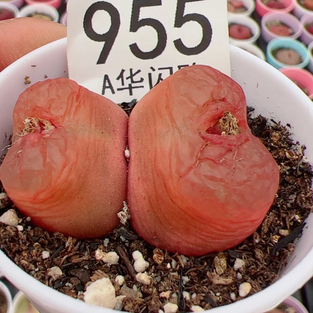 念*初我很喜欢这个A955