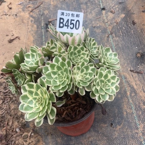 450海鲜不包断枝