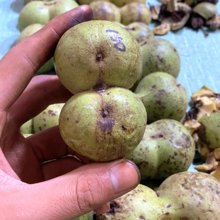 把件文玩核桃.****曼