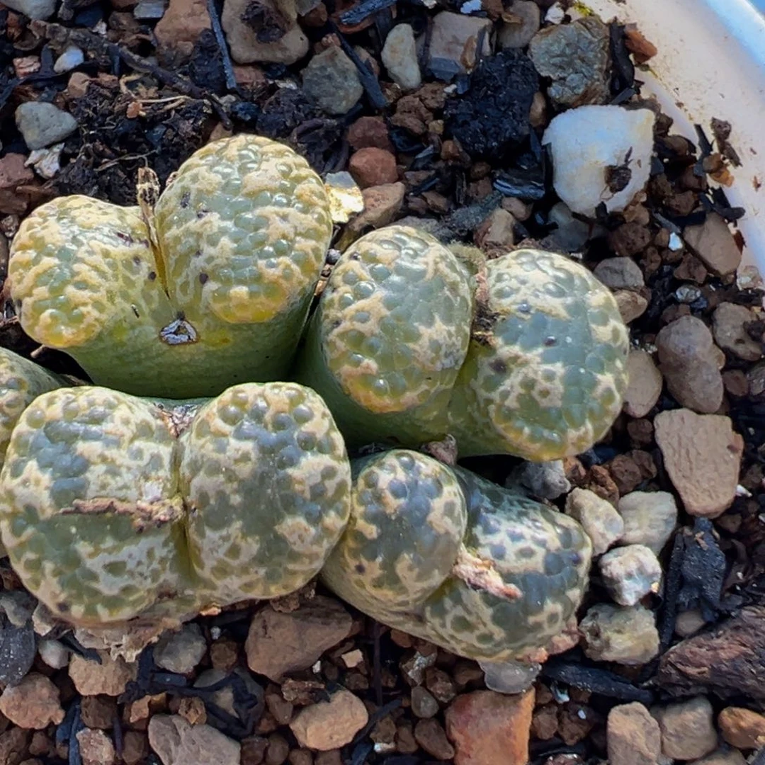 51多肉植物百科植物