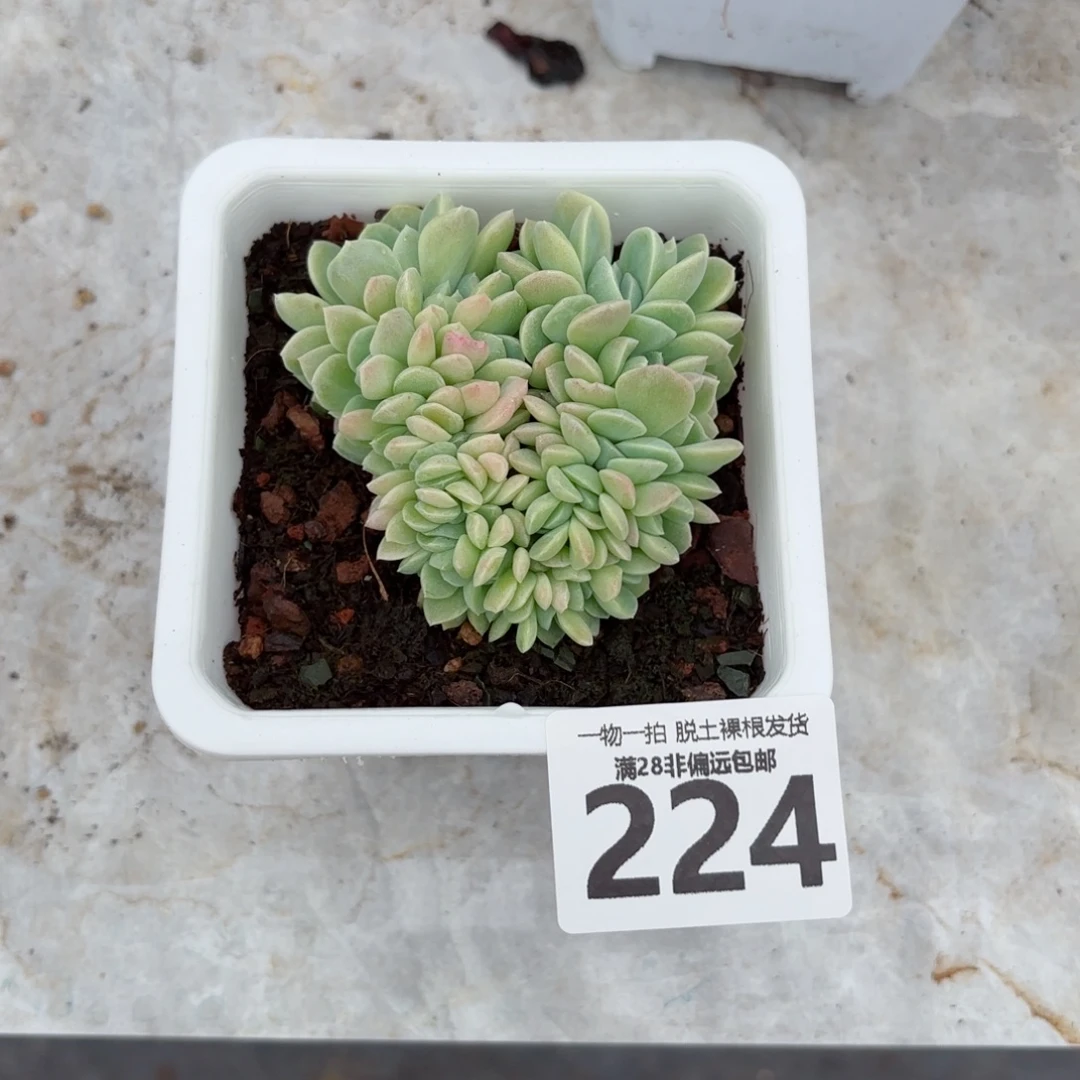 奶油美人缀化无盆土发货