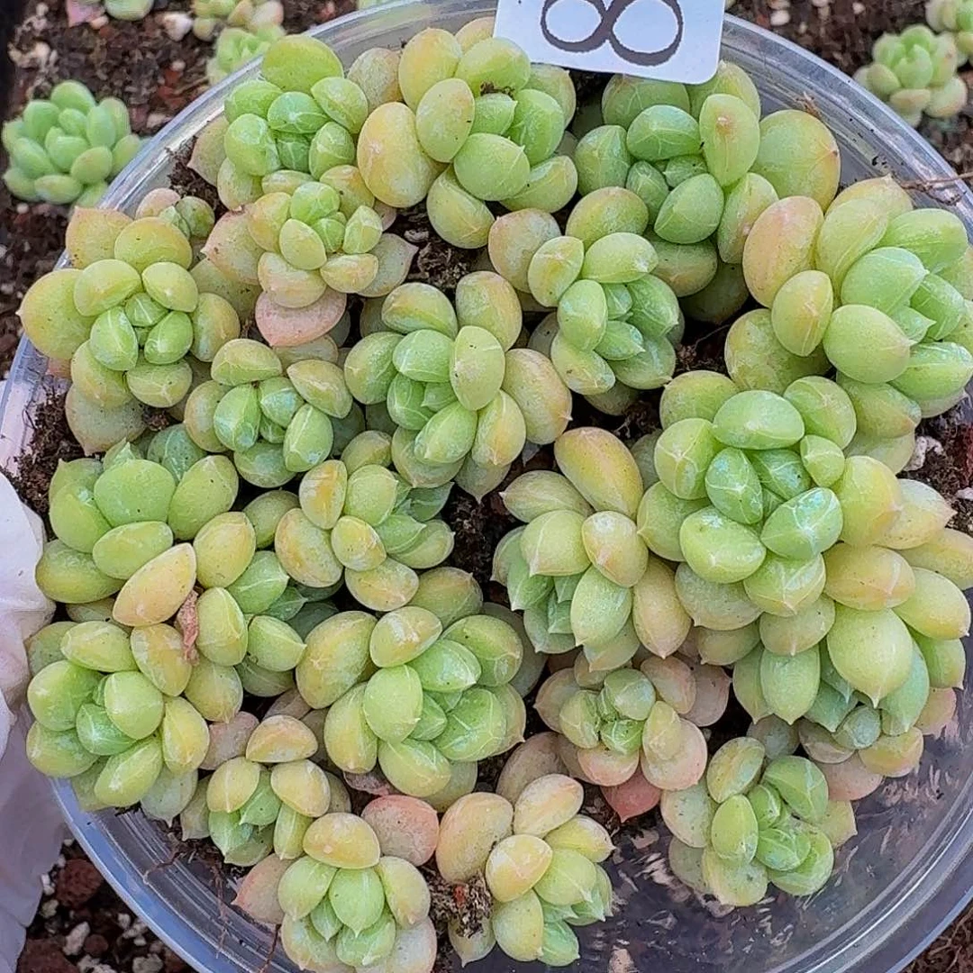 多肉植物多肉植物885