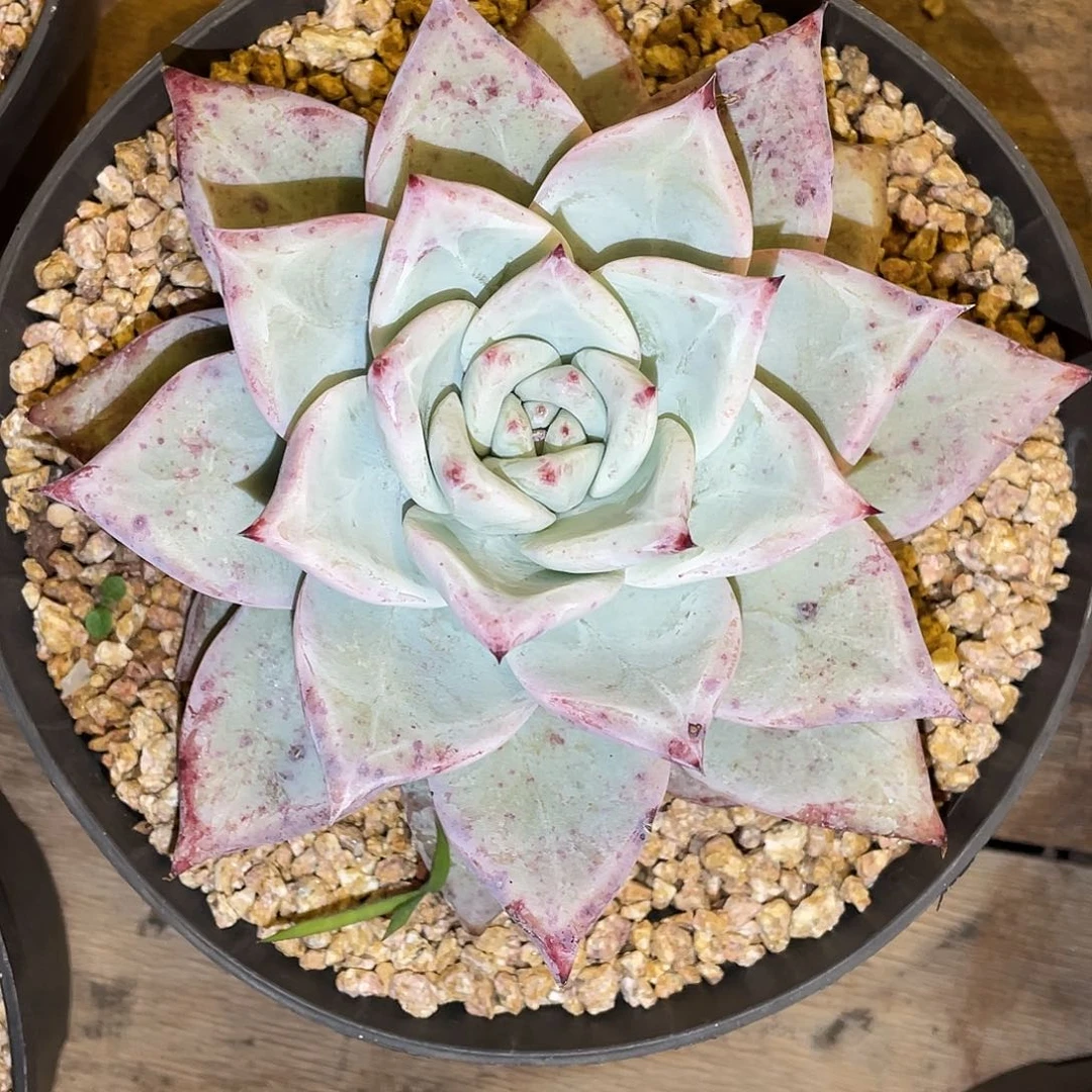 多肉植物一物一拍