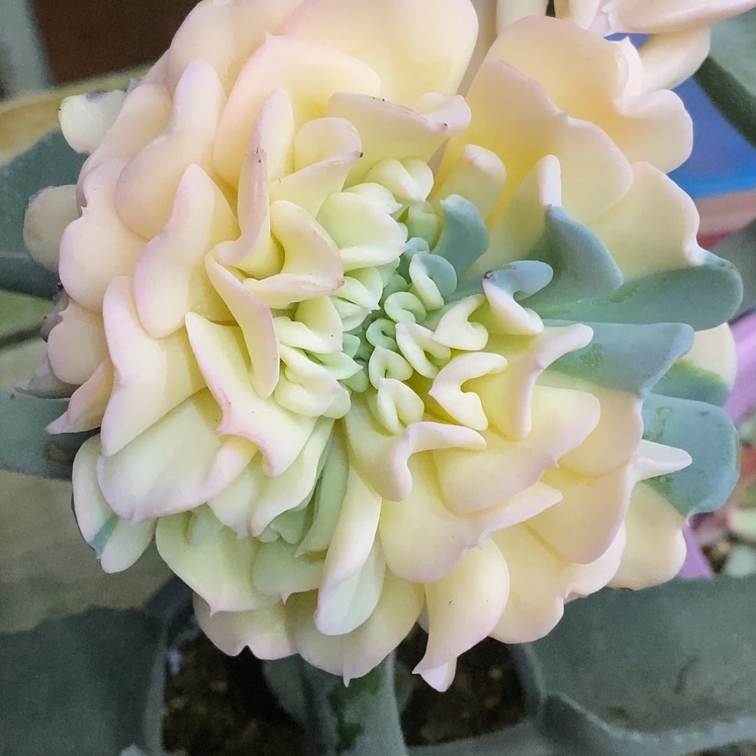 特玉链哈哈哈哈哈哈哈