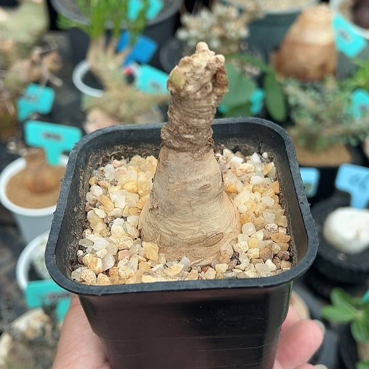 玫瑰大戟产地多肉植物