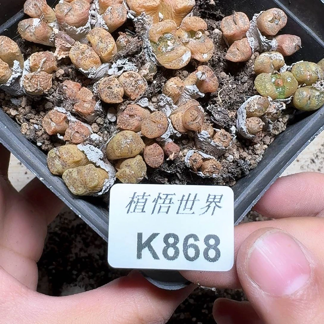 868号多肉植物哇cv