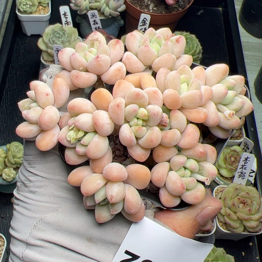 502 多肉植物组合盆栽