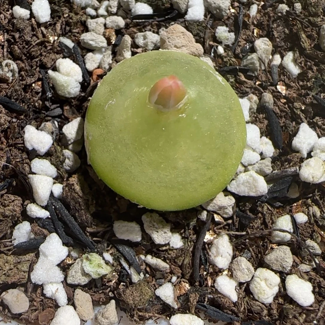 肉锥多肉植物组合-灯泡1249