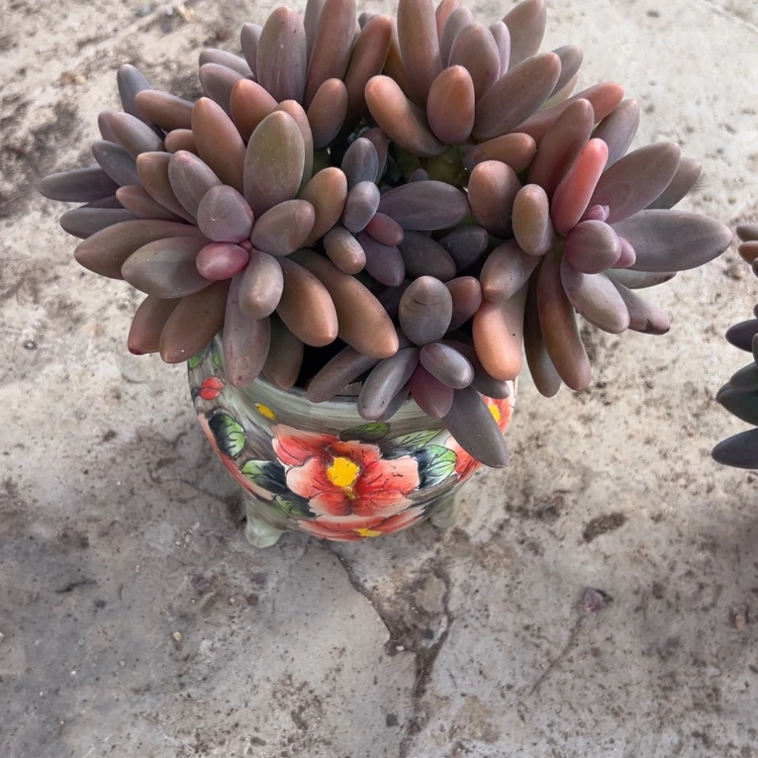 进****糖果美人一物一拍多肉