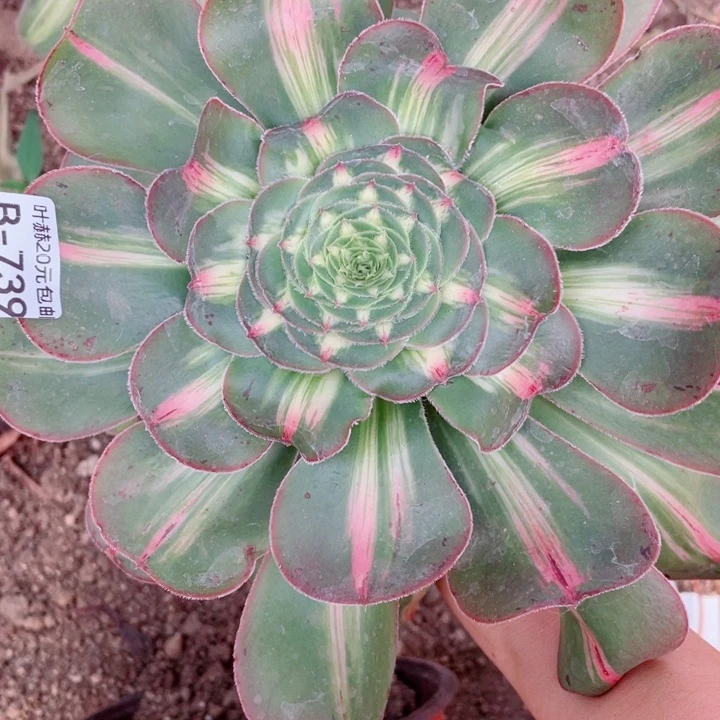 浪**屋739暴君多肉也1234578