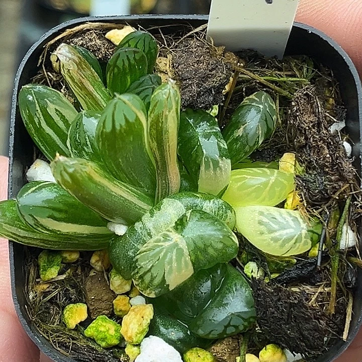 29多头红太阳玉露锦