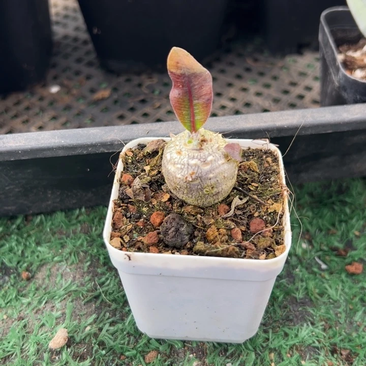 大黑，一物一拍，带盆