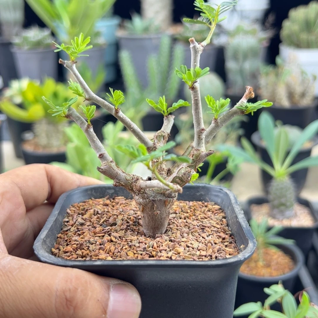 沙漠苏木实生一物一拍带盆发