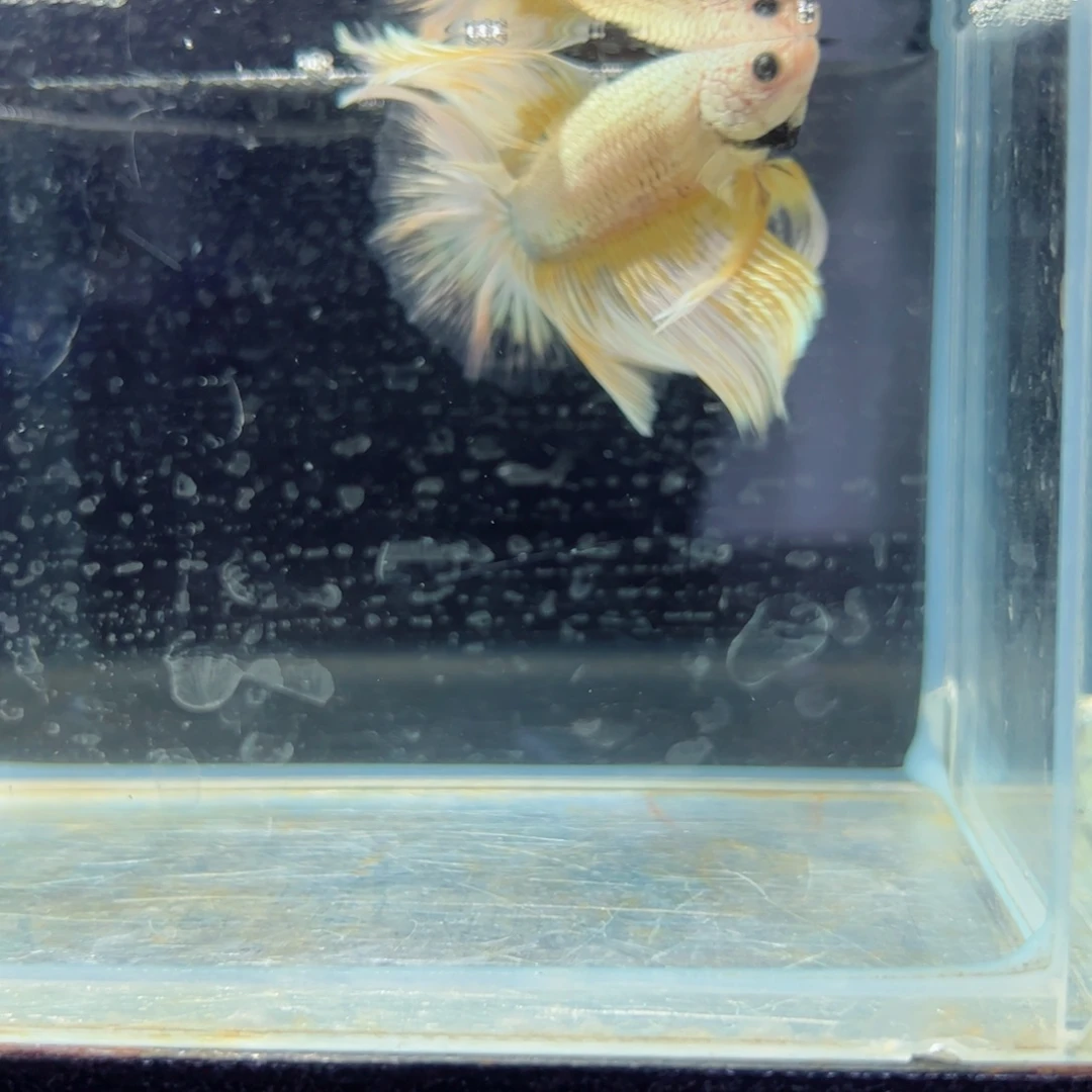 斗鱼浅色特殊尾hhhh