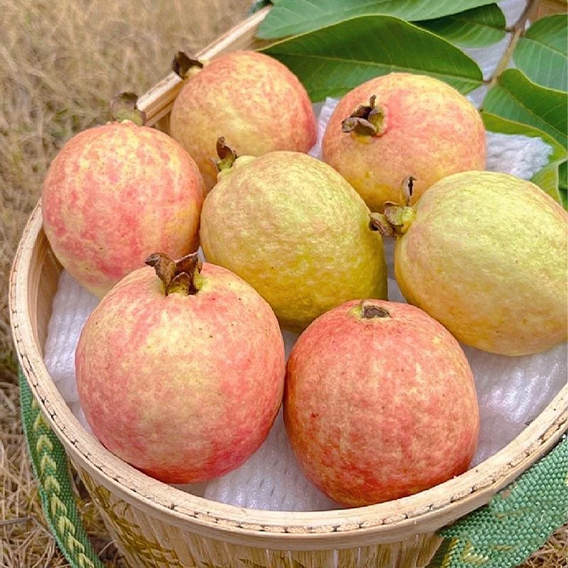 四季芭乐番石榴烟脂红珍珠奶油芭乐四季品种盆栽地栽均可