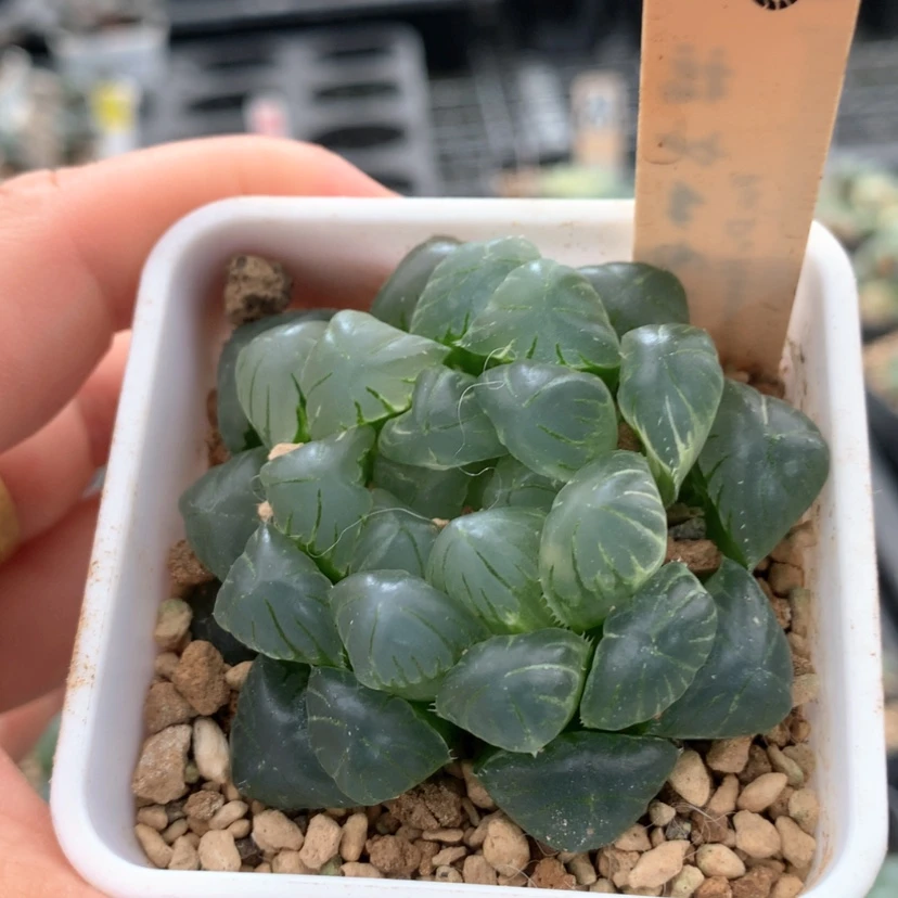 【闪购商品】865实生玉露