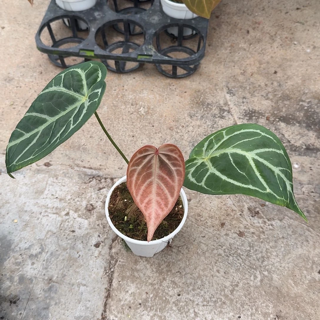 不开花植物一物一拍A22