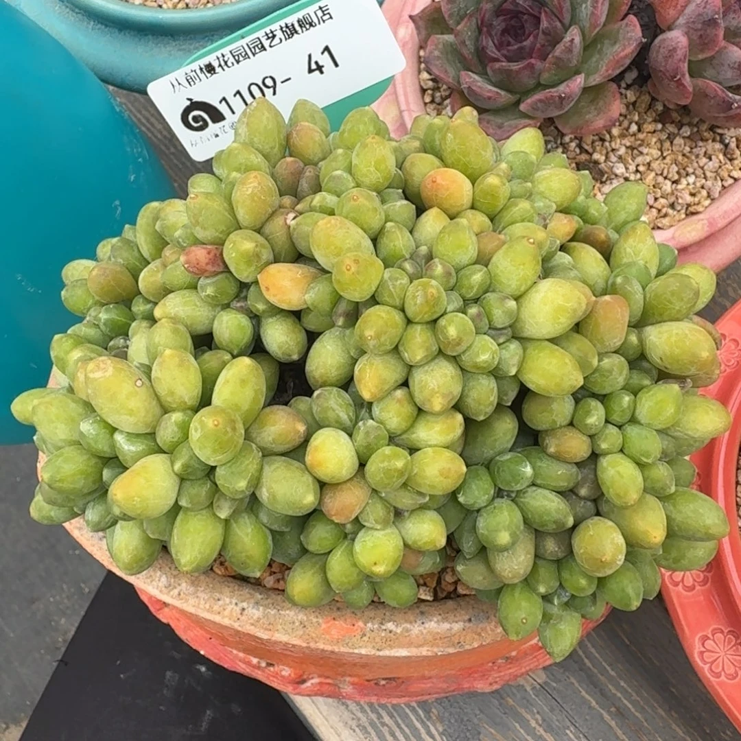 从前慢多肉精选编号1109.41