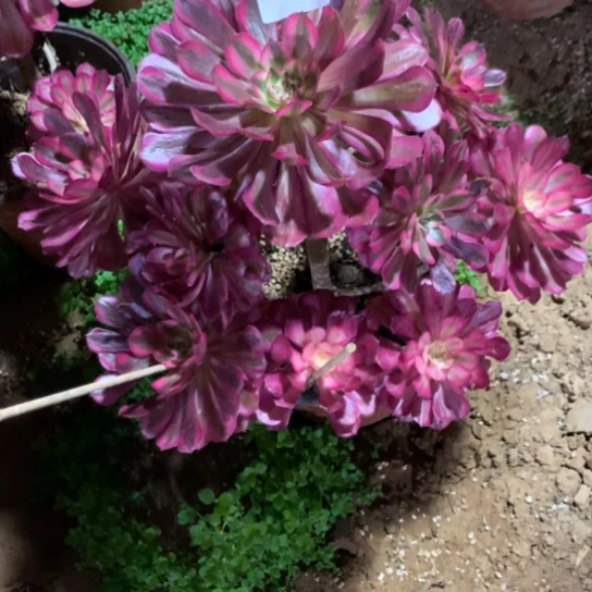 626法师多肉红铜超白