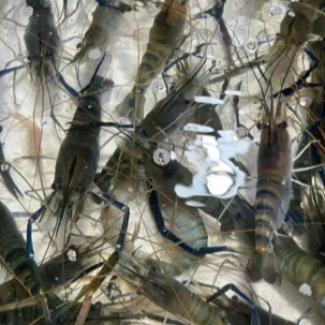 【永泰小杨海鲜批发】活草虾250g（±20g）