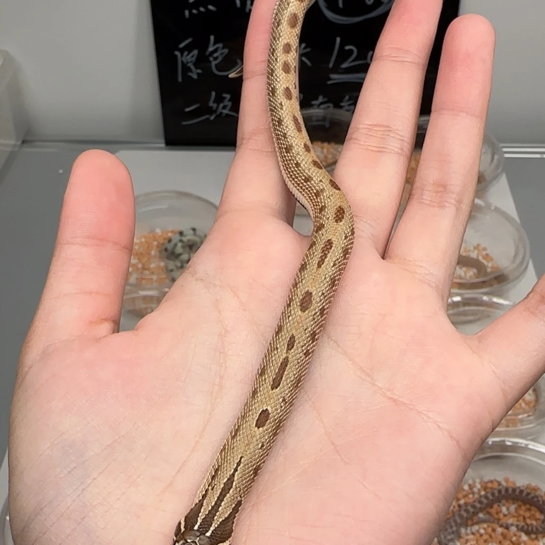 直播间专拍 福利款猪鼻！！