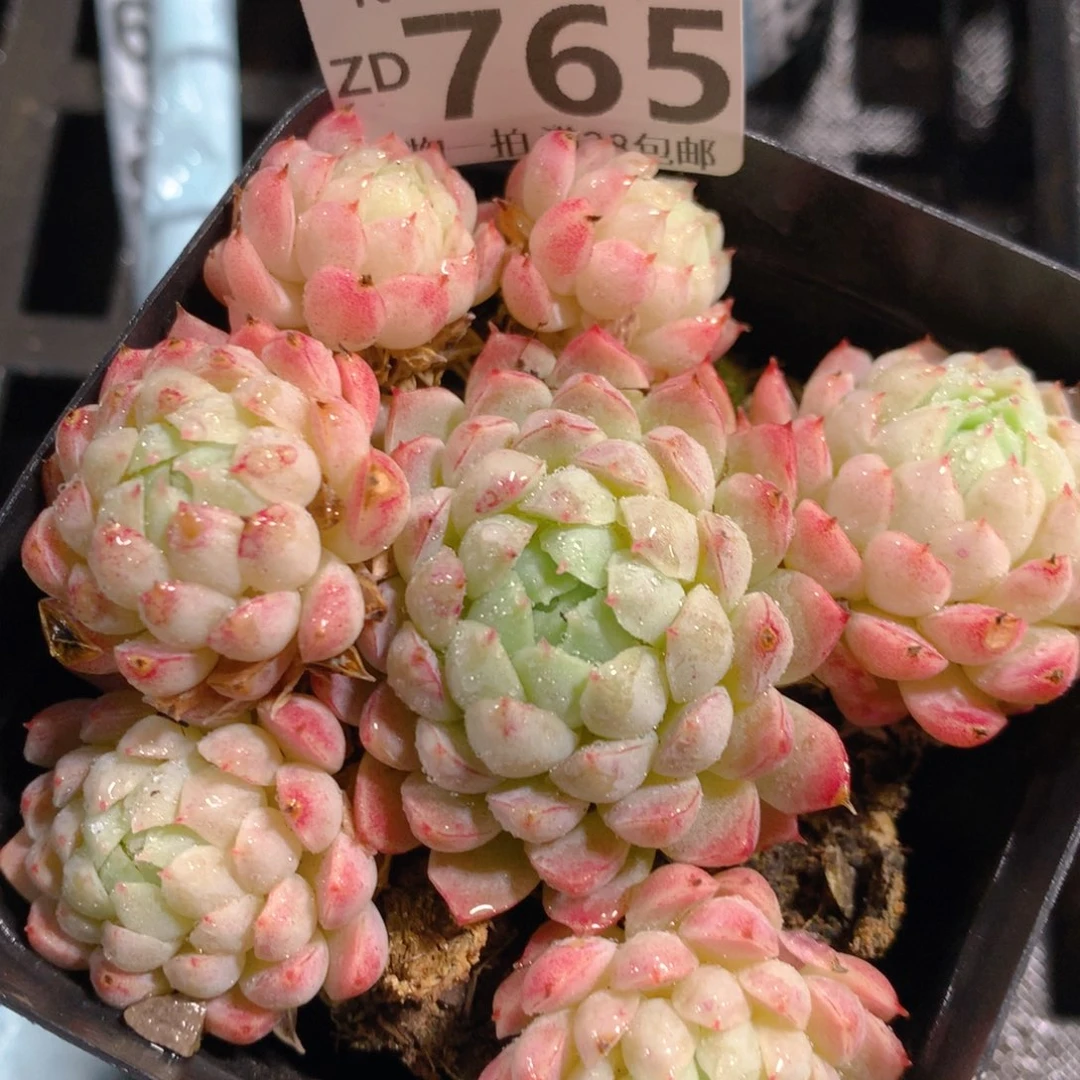 5CM拇指盆精控多肉ZD765