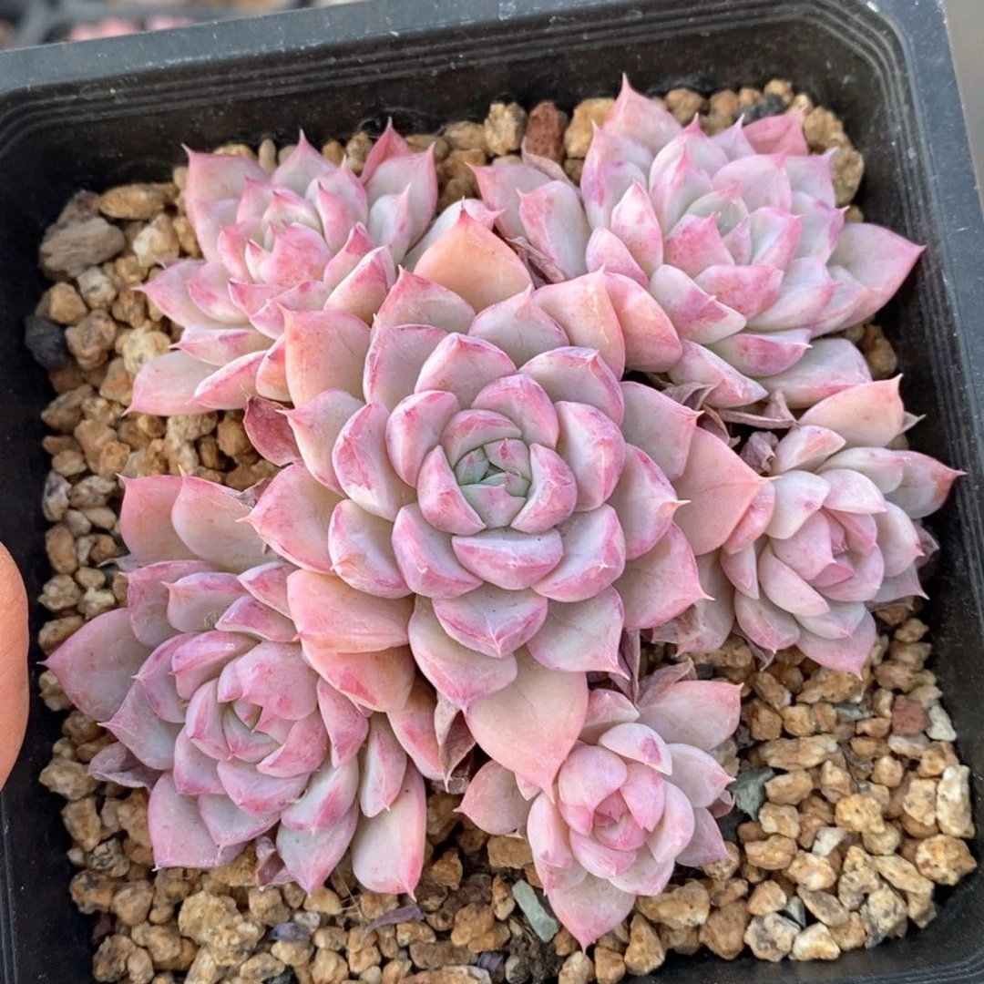 精品多肉一物一拍143