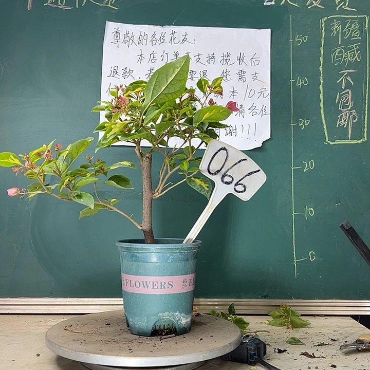 当前无花栽培后可以开花粗杆 金心双色 066